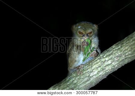 Spectral Tarsier, Tarsius Spectrum, Portrait Of Rare Endemic Nocturnal Mammal Eating Grasshopper, Sm