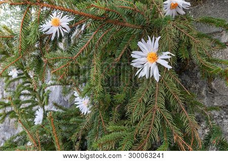 Montisola Flower Festival On Island Of Montisola, Monte Isola (bs) 09-20-2015