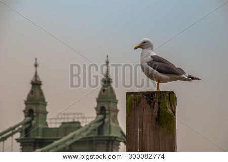 White Pigeon  Perching On A Stump Near The Hammersmith Bridge.