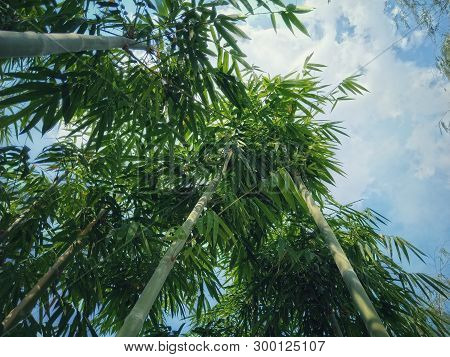 Trees In The Tropical Forest Of Southeast Asia