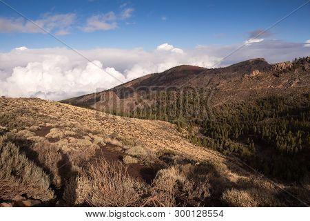 Generic Vegetation, Growing In The Tuf In The Teide National Park In The Spring. Areas Riminding Moo