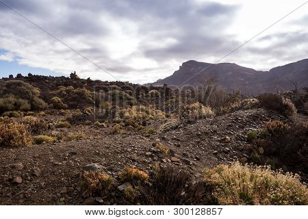 Generic Vegetation, Growing In The Tuf In The Teide National Park In The Spring. Areas Riminding Moo