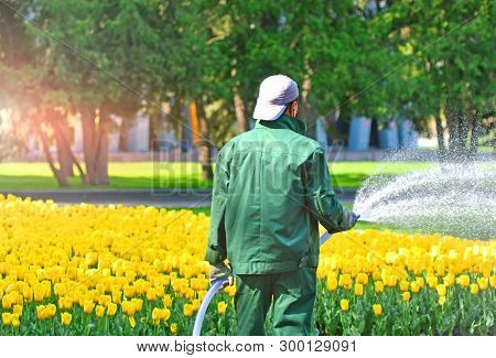 Yardman From Park Service With Garden Hose Watering Tulips