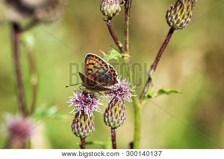 Close-up Of A Butterfly, Rambling On A Plant
