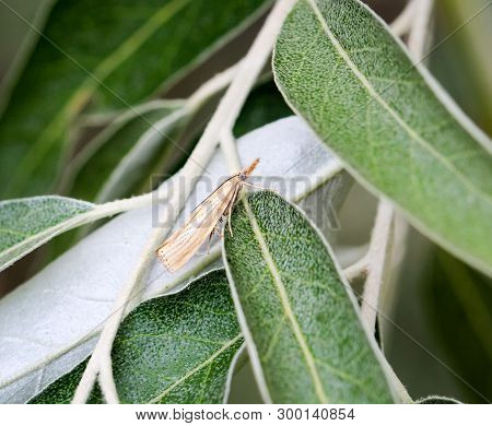 Close-up Of A Butterfly, Rambling On A Plant