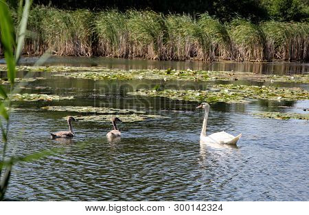 A Swan With Baby Swans On A Pond