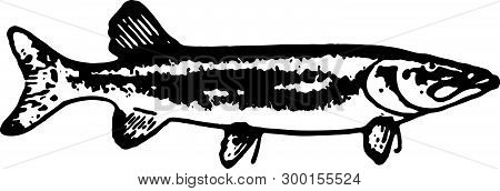 Sardine Fish - Retro Ad Art Illustration