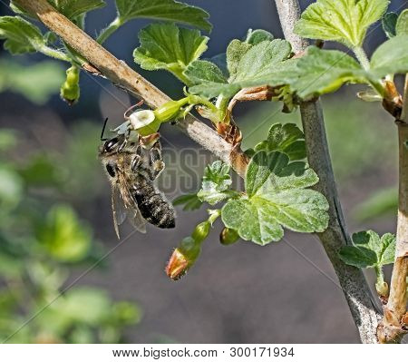 Bee Pollinates Gooseberry Flower On Sunny Spring Morning