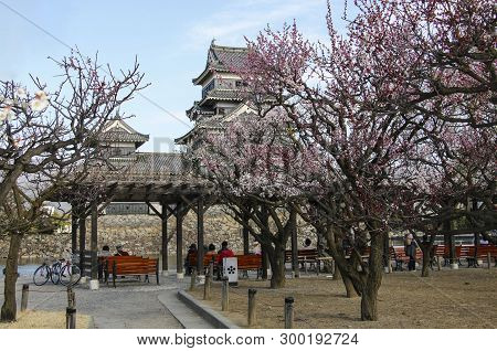 Matsumoto, Japan- March 26, 2019: Sakura Blooming Trees In Front Of Matsumoto Castle (matsumoto-jo) 
