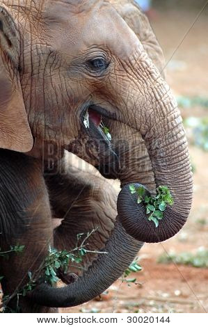 Baby Elephant Eating Leaves
