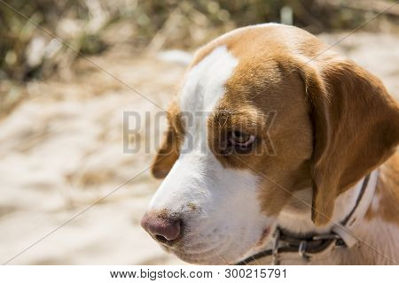 Terrier Puppy On Spring Sunny Background. Macro Photo.