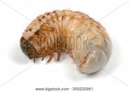 Larva Of A Rhinoceros Beetle (oryctes Nasicornis) Isolated On A White Background. High Resolution Ph