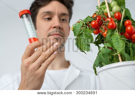 Attentive Male Biologist Or Tech With Tomato Plant And Red Sample. Shallow Dof, Focus On The Hand Th