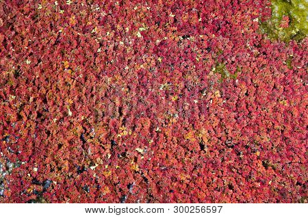 colorful red azolla floating of the river at winter at Wujie , Nantou, Taiwan