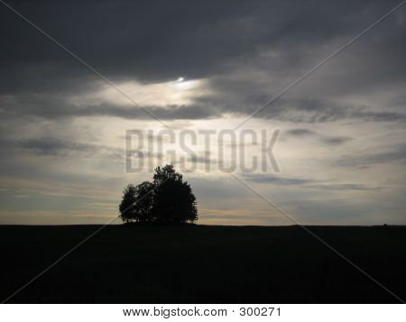 Raggi del sole e gli alberi