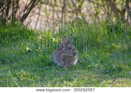 Wild Rabbit (lepus Cuniculus) Sitting In The Grass. Wildlife In South England.