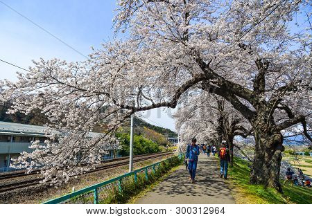 Cherry Blossom In Miyagi, Japan