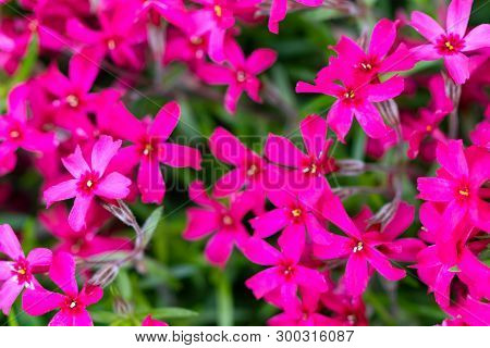 Lobelia Flowers In The Garden, Pink Lobelia Flowers (lobelia Erinus)
