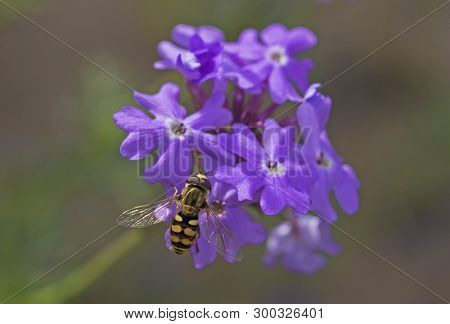 Close-up Detail Of A Hover Fly Eupeodes Corolla On Purple Elizabeth Earle Flowers Primula Allionii I