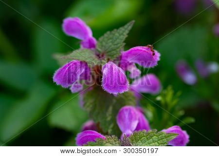 Natural Blossoming Red Dead Nettle (lamium Purpureum)