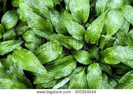 Green Hosta Lancifolia Leaves With Drops Of Dew, Natural Background