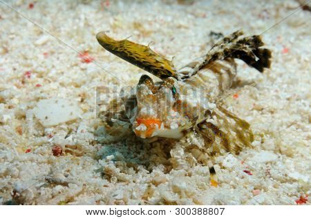 Orange-black Dragonet (dactylopus Kuiteri (lat) Is Crawling Over A Sandy Bottom, Panglao, Philippine