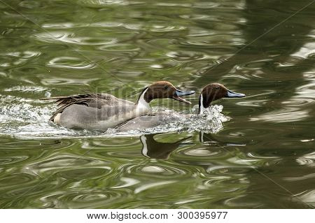 Northern Pintail (anas Acuta) Couple  Swimming On The Lake, Clear  Background, Scene From Wildlife, 