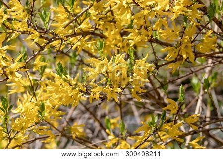 Yellow Blooming Forsythia Flowers In Spring. Golden Bell, Border Forsythia Forsythia X Intermedia, E