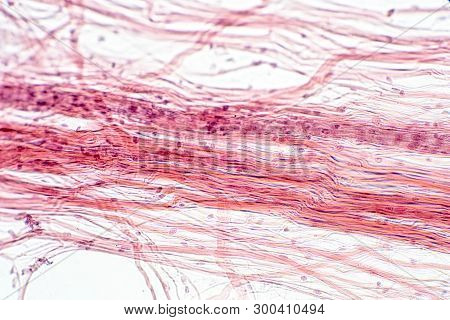 Areolar Connective Tissue Under The Microscope View. Histological For Human Physiology.