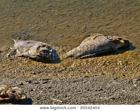 ฝั่งของกระดูกปลา ภัยพิบัติสิ่งแวดล้อมในทะเล Salton เสีย (แคลิฟอร์เนีย)