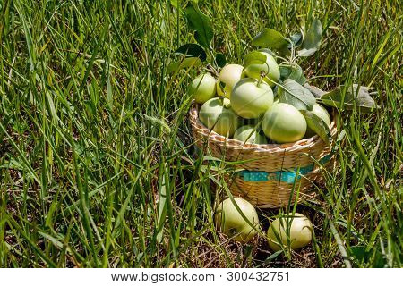 Fresh Ripe Apples In Basket On The Green Grass