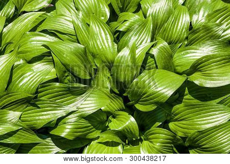 Green Hosta Lancifolia Leaves Natural Background. View From Above