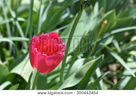 Very Nice Red Tulip Close Up In My Garden