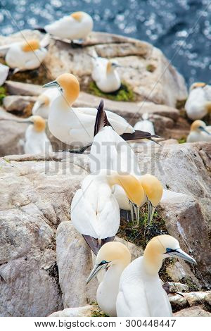 Northern Gannet (morus Bassanus).seabird, The Largest Species Of The Gannet Family.birds  On  Rocks 