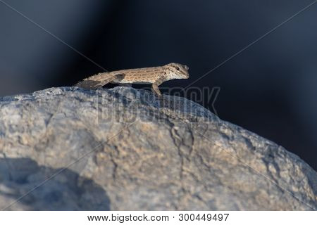 A Rock Semaphore Gecko (pristurus Rupestris) On A Rock In The Evening Sun In Ras Al Khaimah, United 