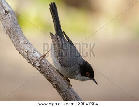 Sardinian Warbler In Its Natural Habitat, Sylvia Melanocepahala In Spain