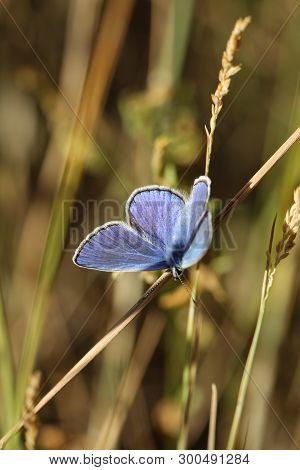 Close-up Of A Butterfly, Rambling On A Plant