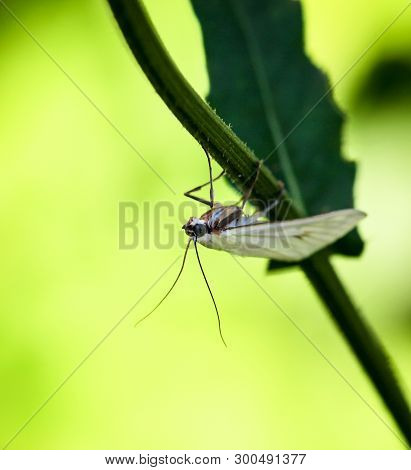 Close-up Of A Butterfly, Rambling On A Plant