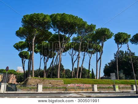 Rome, Italy - Oct 14, 2018. Italian Stone Pines (pinus Pinea) With Ancient Buildings At Sunny Day In