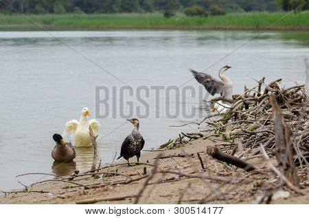 Deep Black Cormorant With Black Feathers, Green Eyes, And Yellow, White, And Grey Beak.the Great Cor