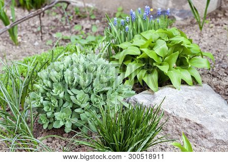 Young Decorative Plants Of Hosta Lancifolia, Sedum And Ornithogalum On Flower Bed In Spring Garden