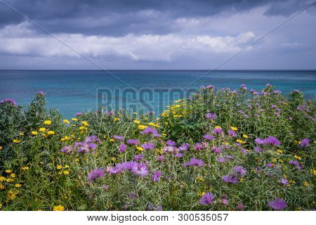 Colorful Yellow And Purple Flowers On A Meadow Over Alykes Beach In Zante Island, Greece