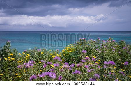 Colorful Yellow And Purple Flowers On A Meadow Over Alykes Beach In Zante Island, Greece