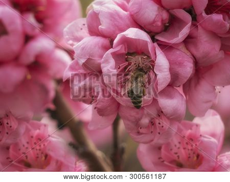 Honey Bee In Blooming Pink Flower. Interior Foto