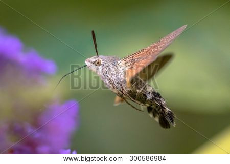 Hummingbird Hawk-moth (macroglossum Stellatarum) Fast Flying Butterfly Feeding On Purple Flowers In 