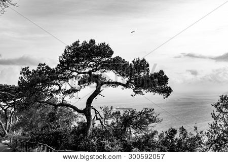 Silhouette Of A Tree Stands Out On The Gulf Of Gibraltar On Sunset