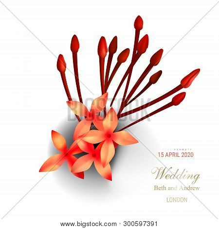 Tropical Red Ixora Flowers On White Background Vector Illustration Beautiful Botanical Isolated Elem