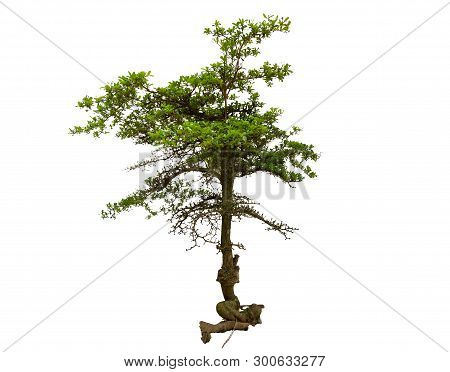 A Tree Has Green Leaf On Isolated White Background, Terminalia Forensics Chev Is Trees From Thailand