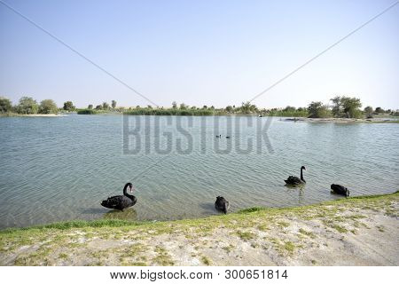 Black Swans Swimming In The Al Qudra Lakes, Dubai, United Arab Emirates