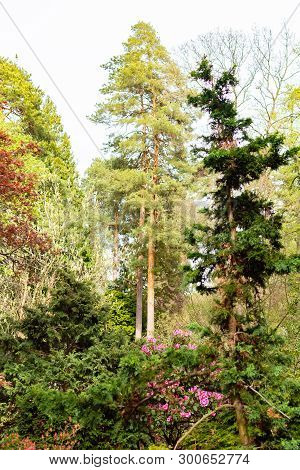 Opava, Novy Dvur, Czech Republic - 24 April 2019 - Botanical Garden In Spring, Blooming Flowers, Nic
